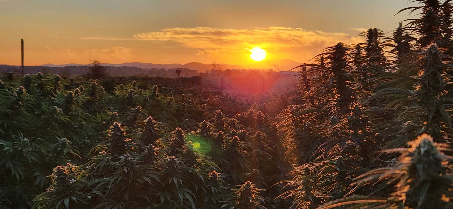20220929cannabis-20220925_185038