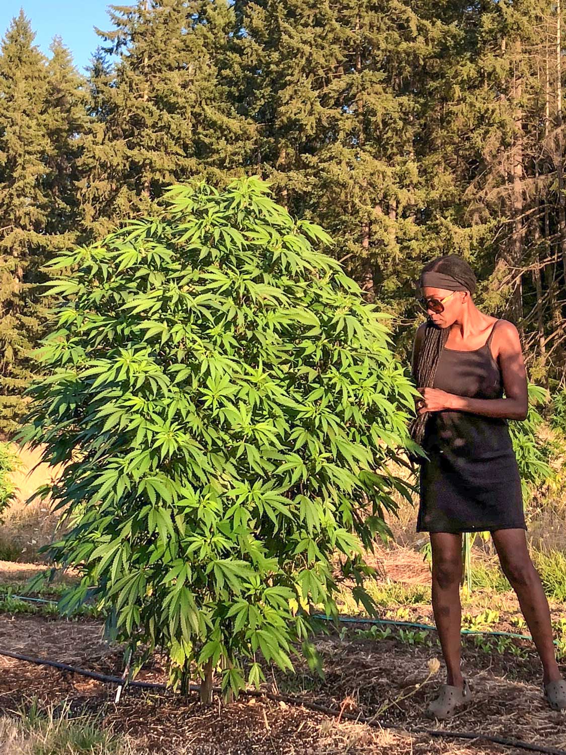 20220929cannabis-IMG_0865-adj