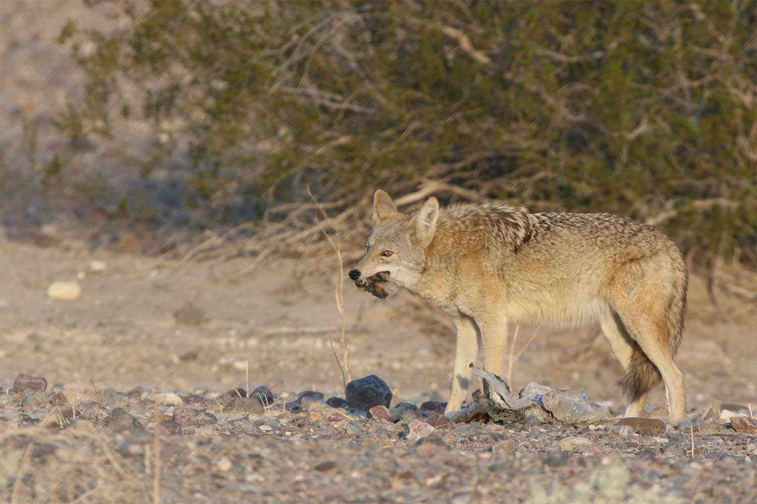 20230302travel-A-coyote-scrounges-trash-at-Furnace-Creek