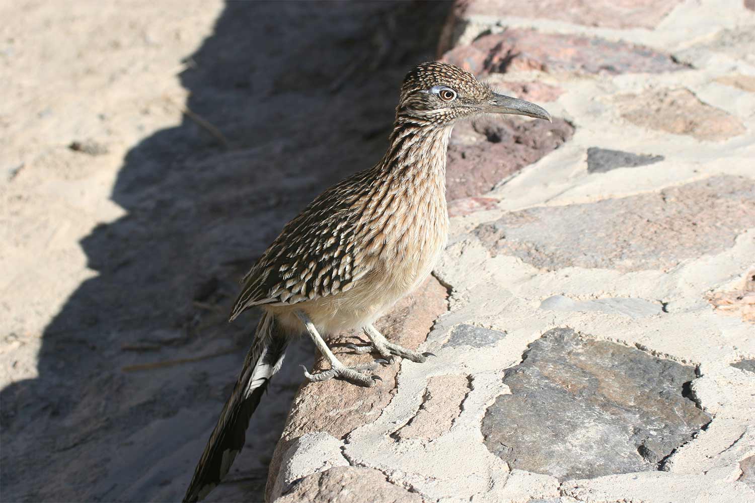 20230302travel-A-curious-roadrunner-at-Furnace-Creek