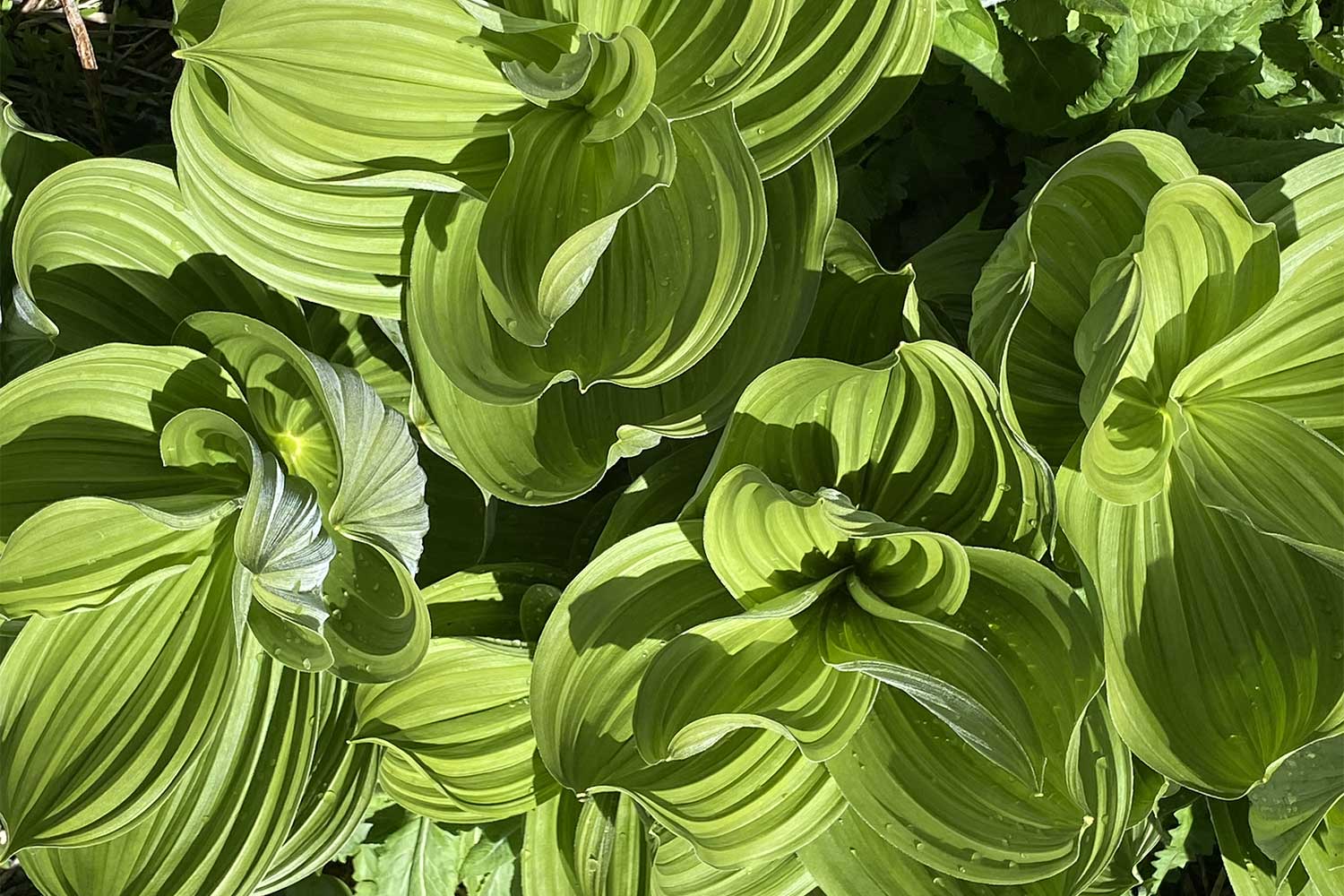 20240703outdoors-Patterson-Mountain-hellebore-leaves-in-Lone-Wolf-Meadow