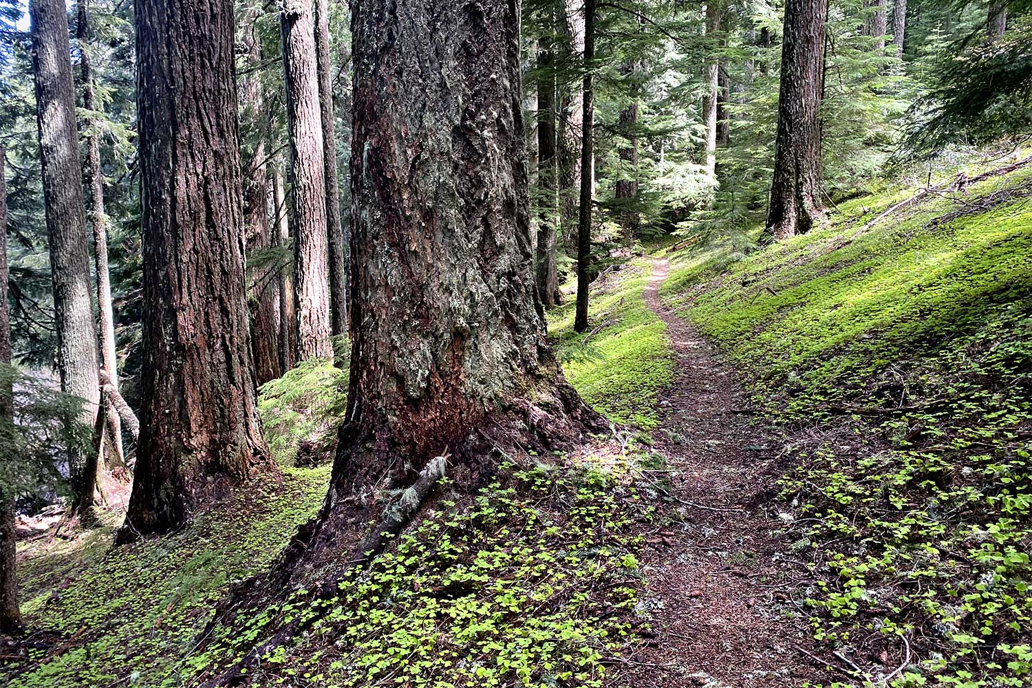 20240703outdoors-Patterson-Mountain-trail-thru-old-growth-and-sourgrass