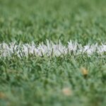 white and green grass during day